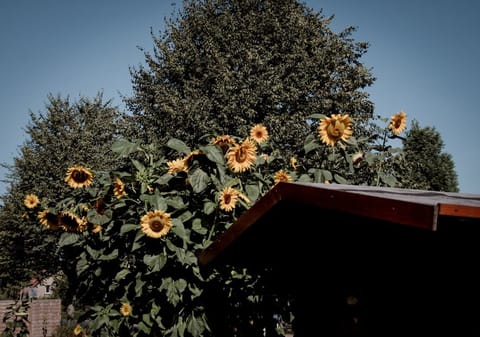 Stromkabel verlegen: Regeln für Wand & Garten