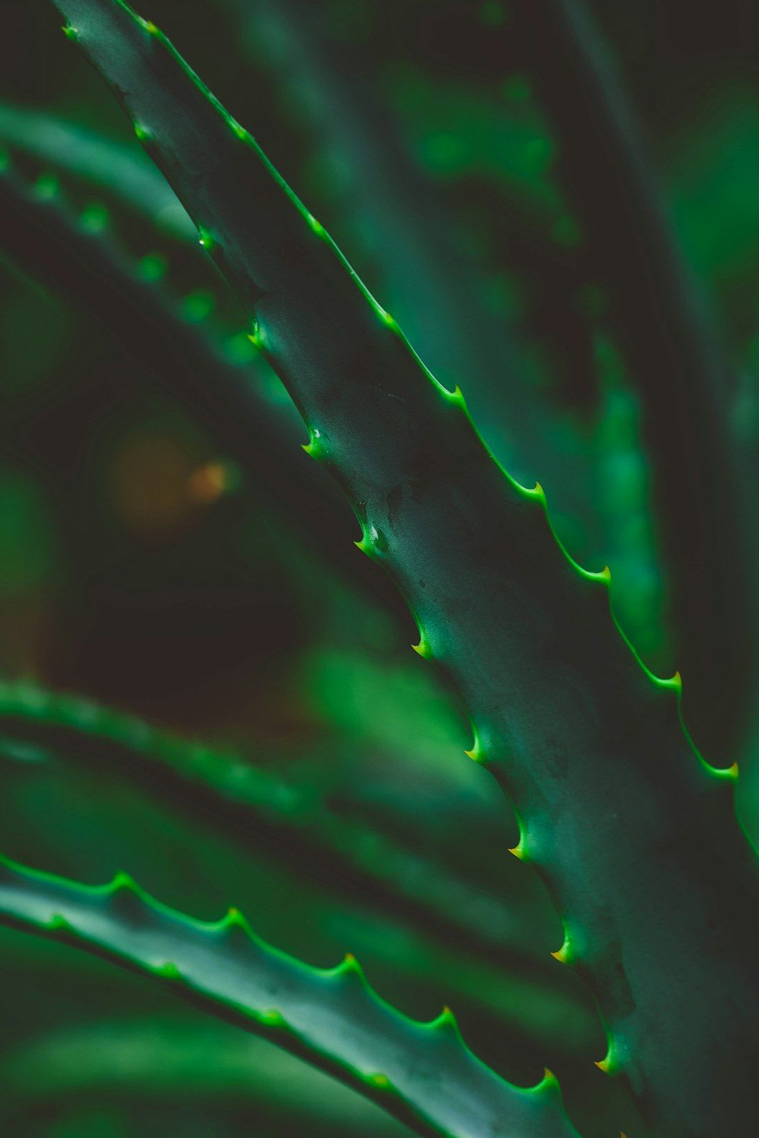 Pflegeprodukte wie Aloe Vera Gel und Body Butter beruhigen die Haut und sorgen für eine gute Langzeiterfahrung beim Epilieren. | Foto: Rafael Rodrigues