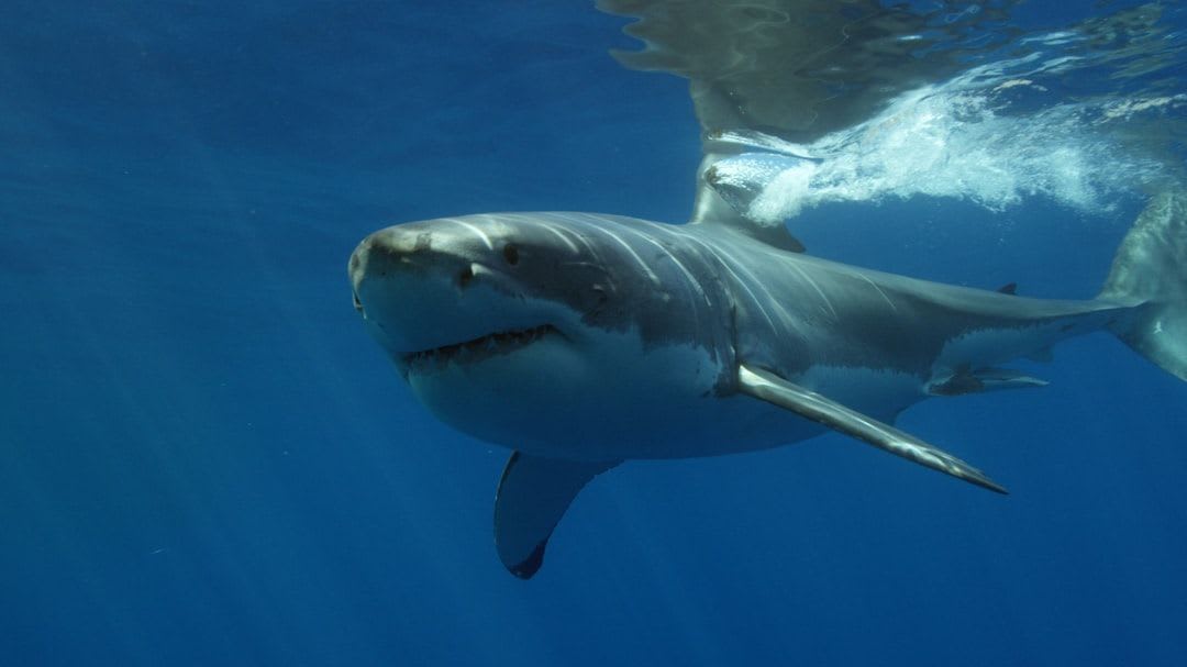 Der letzte Schritt beim Shark Staubsauger Bürste wechseln: Die Abdeckung der neuen Bürstenrolle wird wieder sicher verschlossen. | Foto: Stoica Ionela